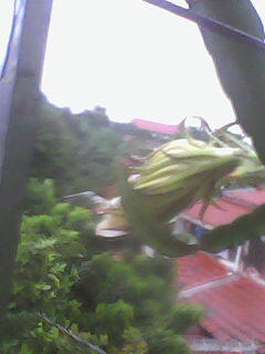 budidaya buah naga merah