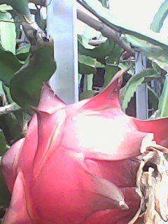 budidaya buah naga merah