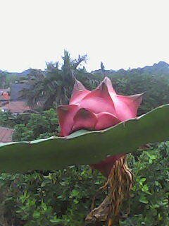 budidaya buah naga merah