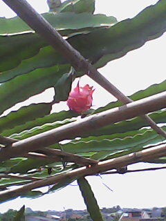 budidaya buah naga merah