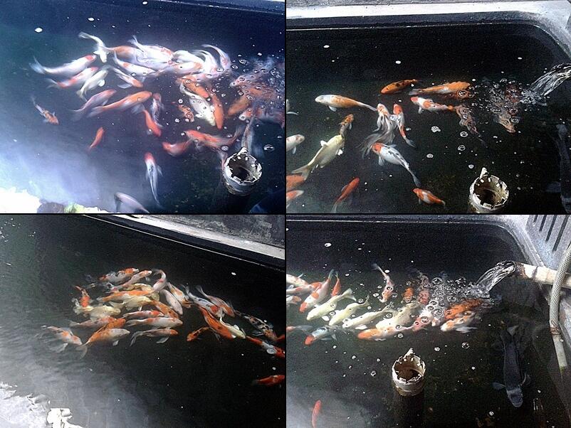 Pecinta ikan Komet masuk sini Page 56 KASKUS