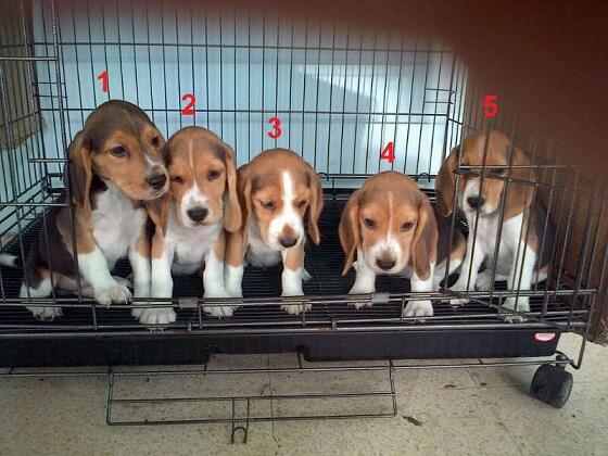 Jual Cepat Puppies, Remaja & Indukan Beagle size 13inch!! JOGJA