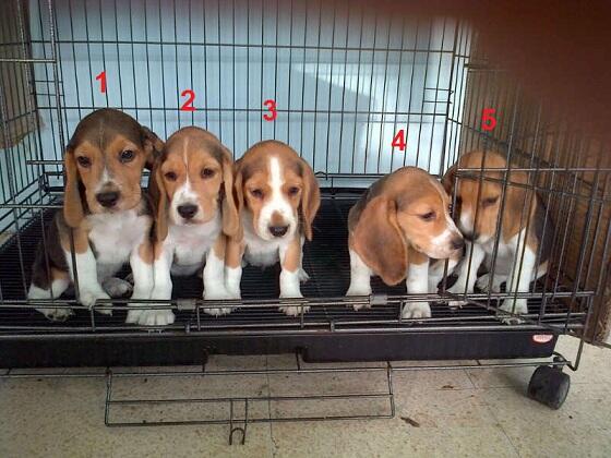 Jual Cepat Puppies, Remaja & Indukan Beagle size 13inch!! JOGJA