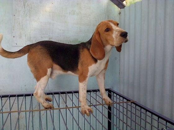 Jual Cepat Puppies, Remaja & Indukan Beagle size 13inch!! JOGJA