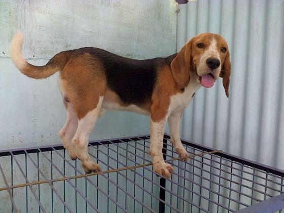 Jual Cepat Puppies, Remaja & Indukan Beagle size 13inch!! JOGJA
