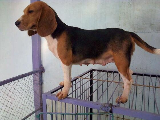 Jual Cepat Puppies, Remaja & Indukan Beagle size 13inch!! JOGJA