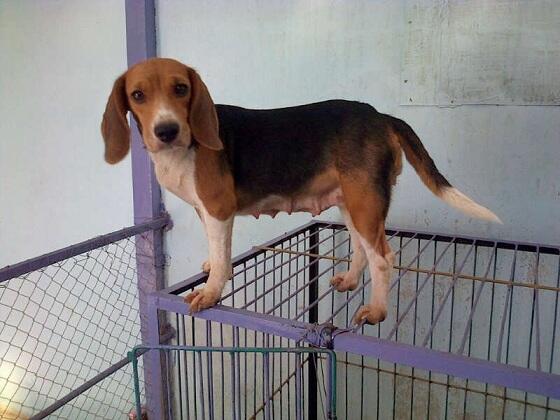 Jual Cepat Puppies, Remaja & Indukan Beagle size 13inch!! JOGJA