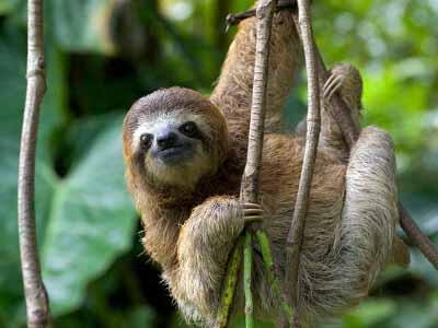 7 Binatang Paling Lambat