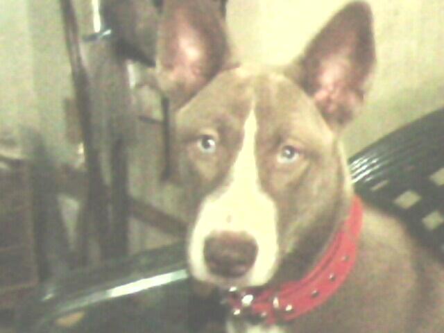 Anjing Kampung Mongrel Mix Breed Campuran Silangan Lover S Part
