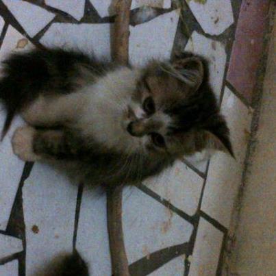 jual kucing anggora hitam putih.sehat dki masuk gan