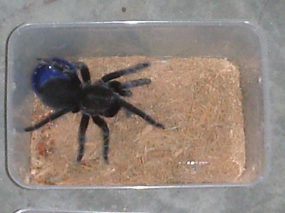 TARANTULA SELOSOMIA JAVANENSIS