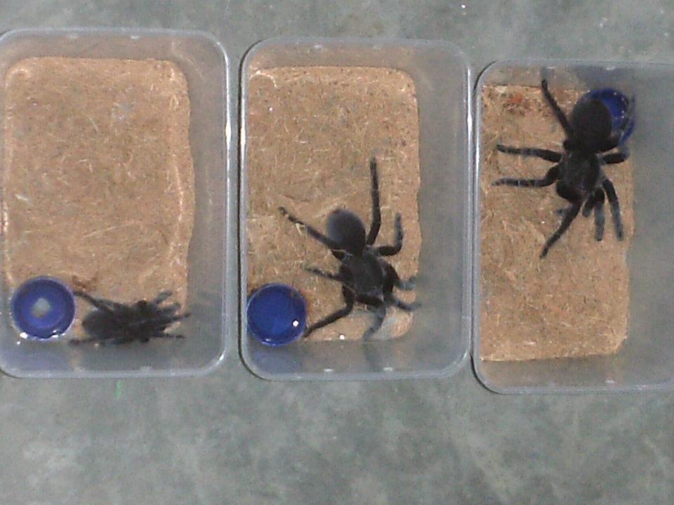 TARANTULA SELOSOMIA JAVANENSIS