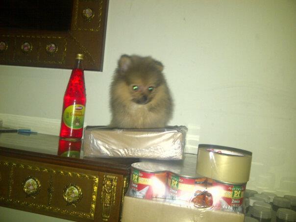 jual anjing pom,mini pom,super mini pom, golden, chiwawa, sitsu
