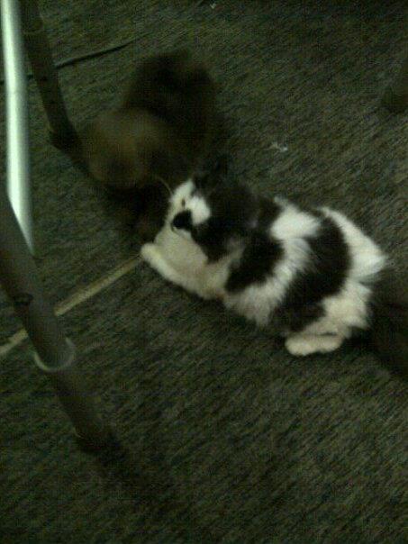 jual anjing pom,mini pom,super mini pom, golden, chiwawa, sitsu