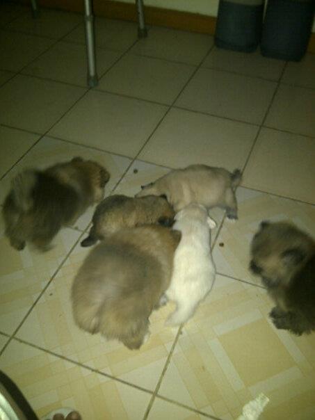 jual anjing pom,mini pom,super mini pom, golden, chiwawa, sitsu