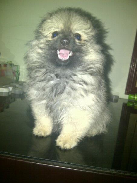 jual anjing pom,mini pom,super mini pom, golden, chiwawa, sitsu
