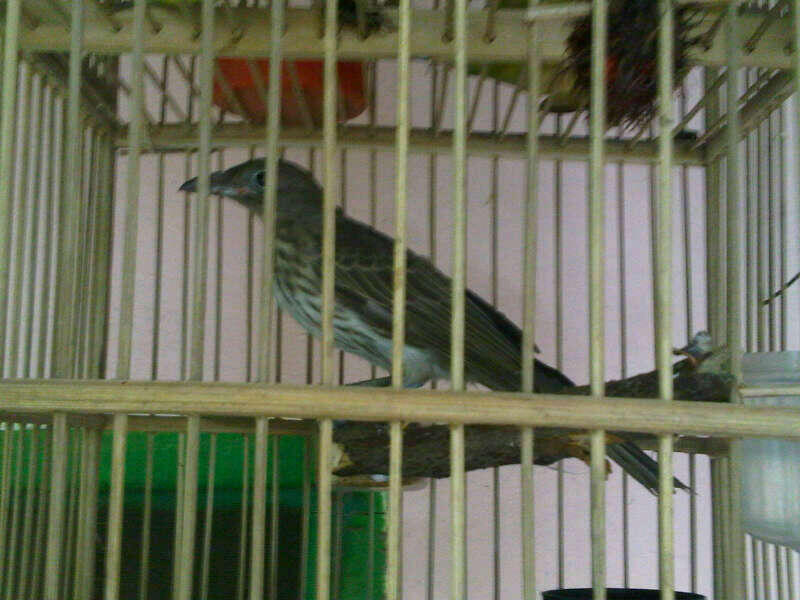 (ASK) BURUNG APA INI...???