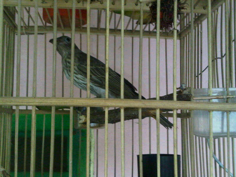 (ASK) BURUNG APA INI...???