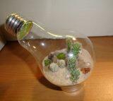 (Share) Terrarium