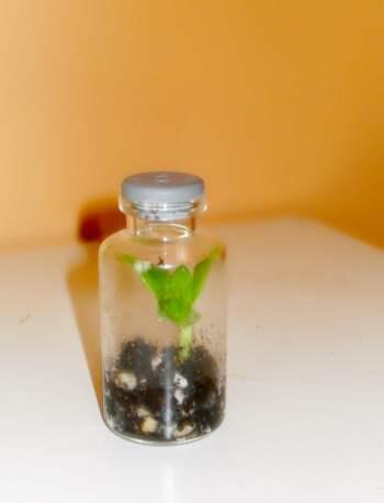 (Share) Terrarium