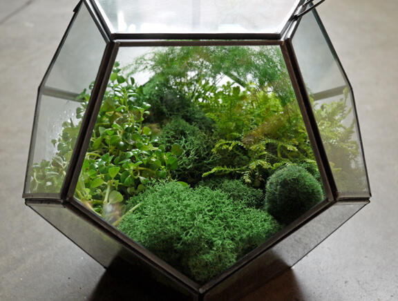 (Share) Terrarium