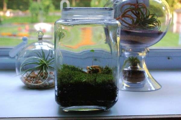 (Share) Terrarium