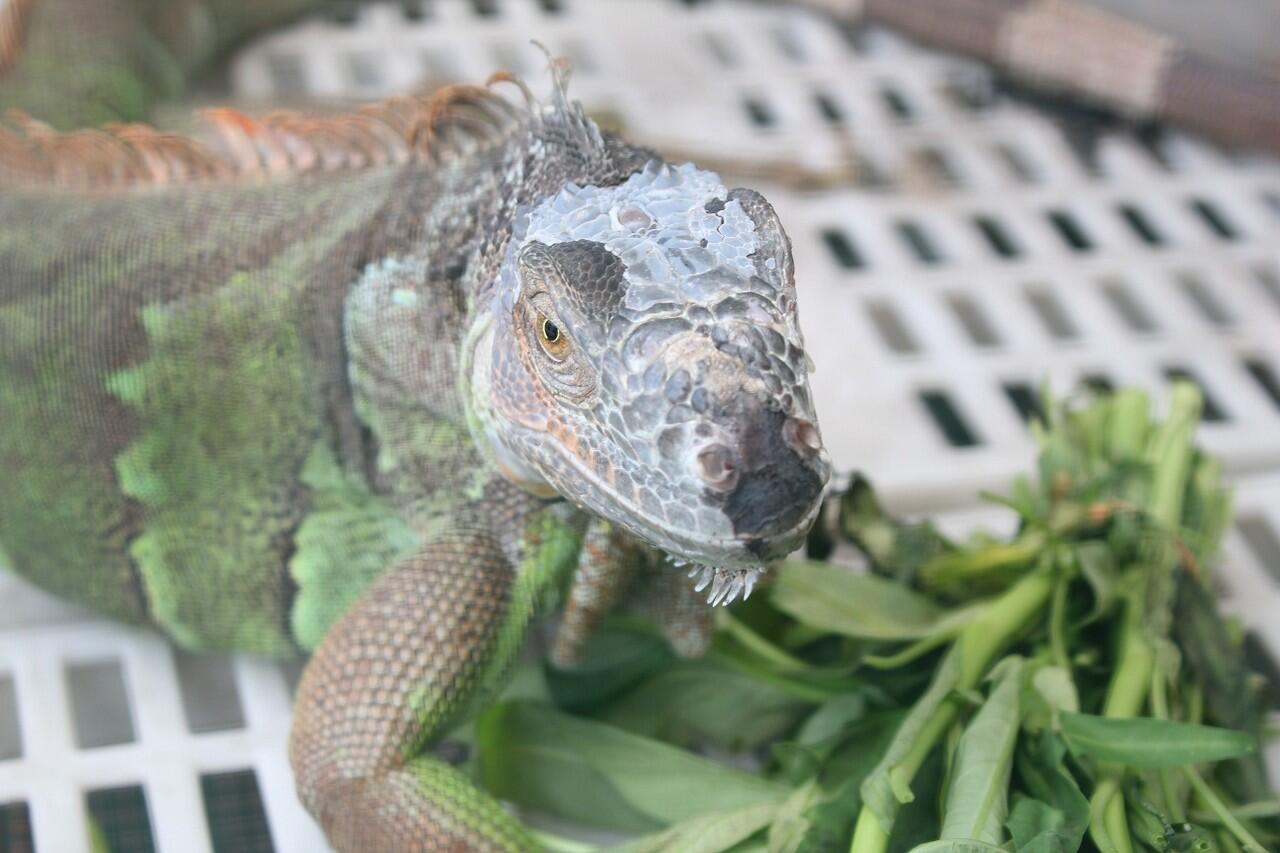 Terjual Jual Iguana Betina 1 Meter Kaskus