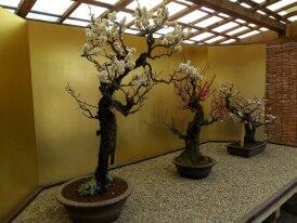 Liburan di Istana Osaka (大阪城)Ōsakajō