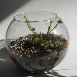 (Share) Terrarium