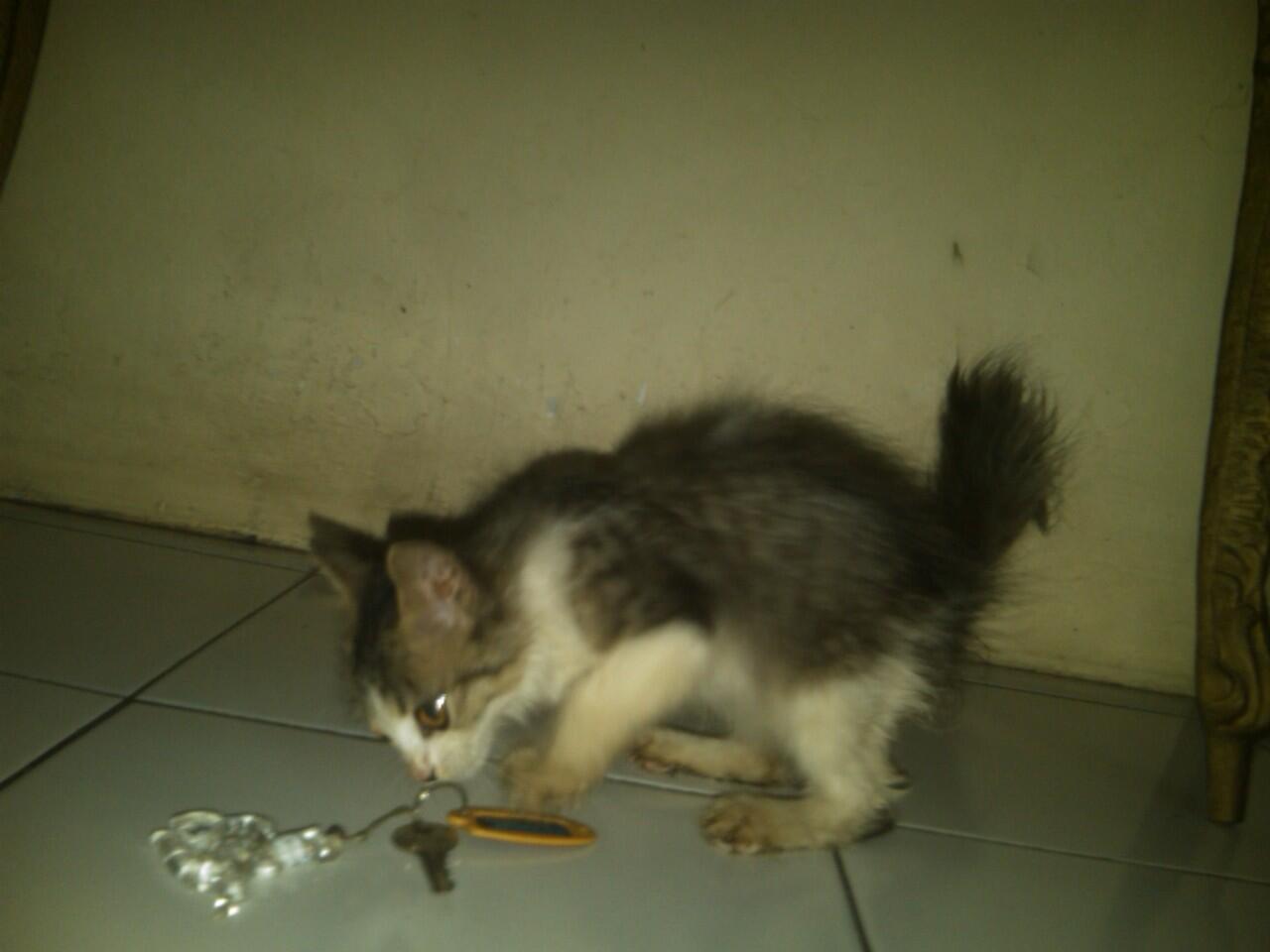 ini persia jenis apa gan???