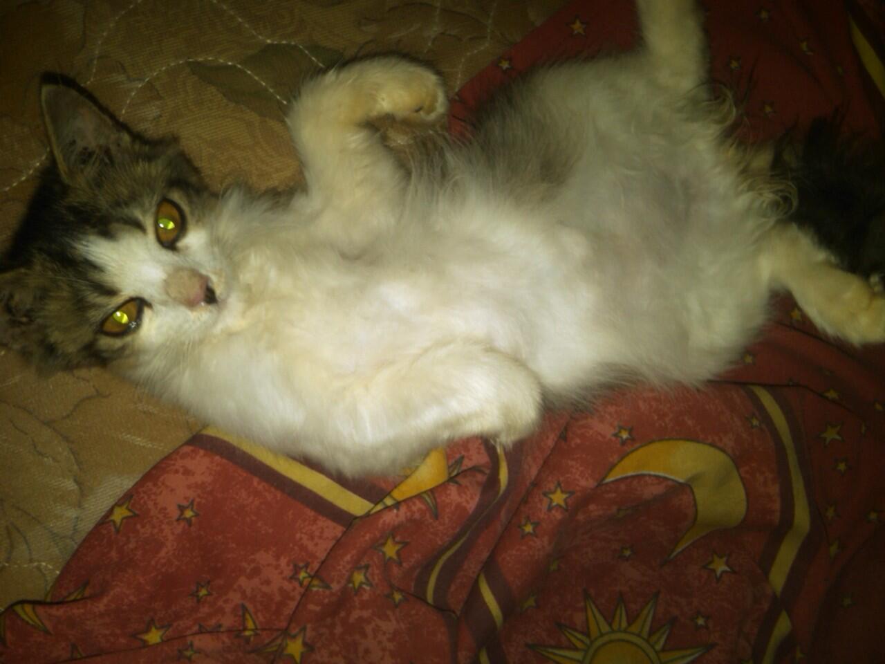 ini persia jenis apa gan???