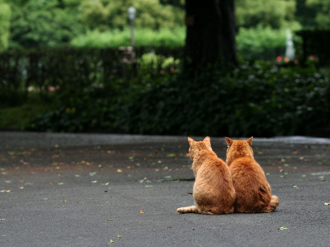 &#91;Cat Lovers&#93;Koleksi Foto Kucing Unyu Gan/Sis&#91;BWK++&#93;