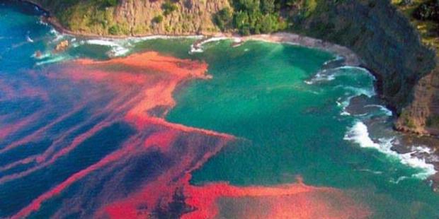 Fenomena Pasang Merah di Teluk Lampung, Apa Sebabnya?