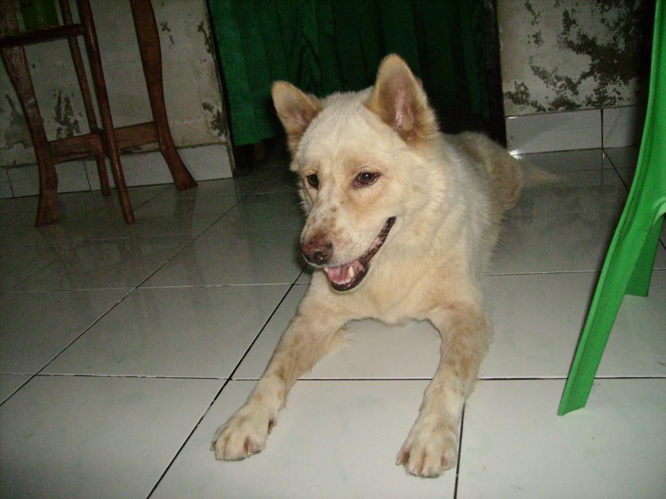 Pencinta Anjing Kintamani Bali Page 32 Kaskus