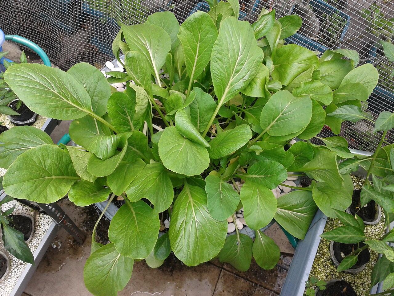 Terjual HIDROPONIK Jasa Pembuatan Instalasi "HYDRO-Q"  KASKUS