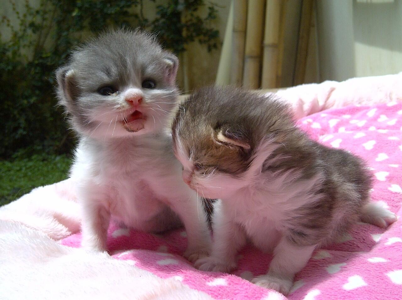 Kucing Persian bicolor torti and blue