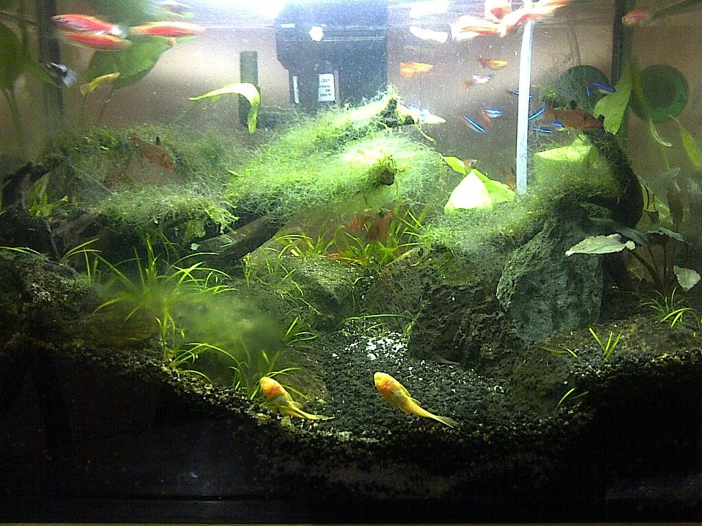 pesona aquascape buat ngilangin streessss,,intip gan