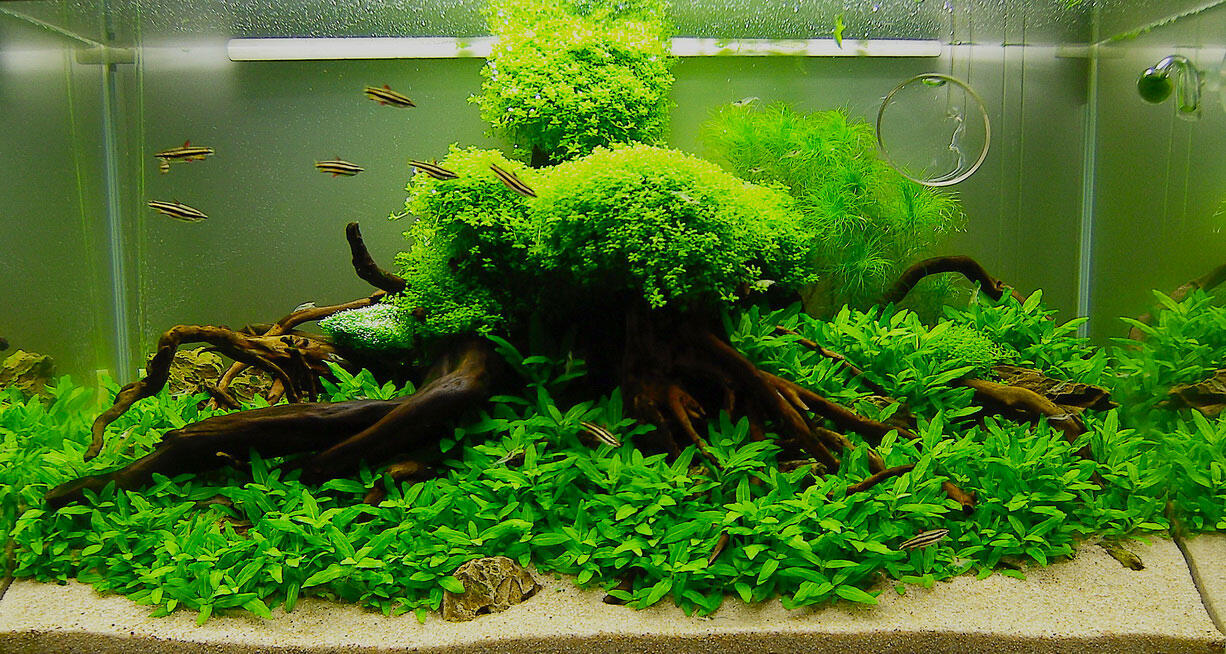 pesona aquascape buat ngilangin streessss,,intip gan