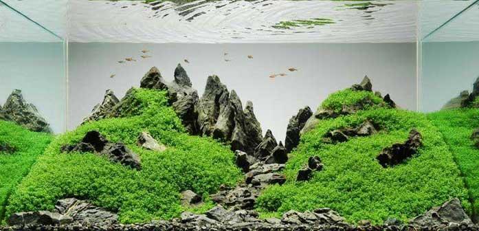 pesona aquascape buat ngilangin streessss,,intip gan