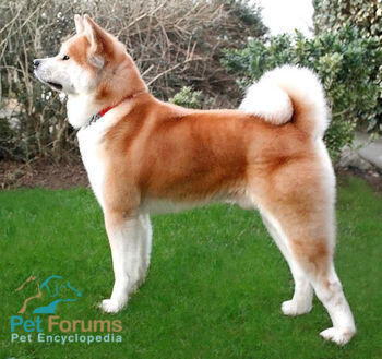 Balasan Dari Akita Inu Haciko Kaskus