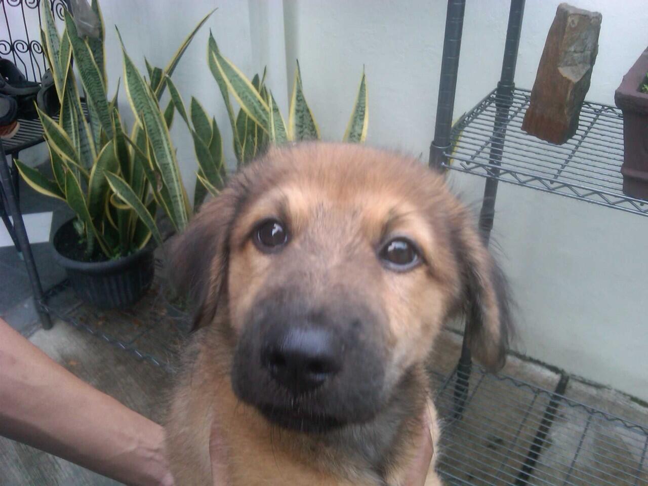 Terjual Jual Anakan Anjing Herder German Shepherd Mix Golden