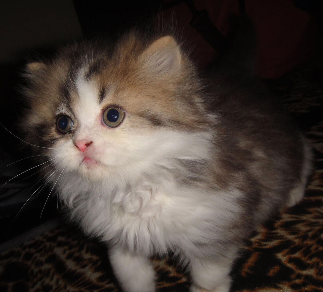 Kucing Persian bicolor torti and blue