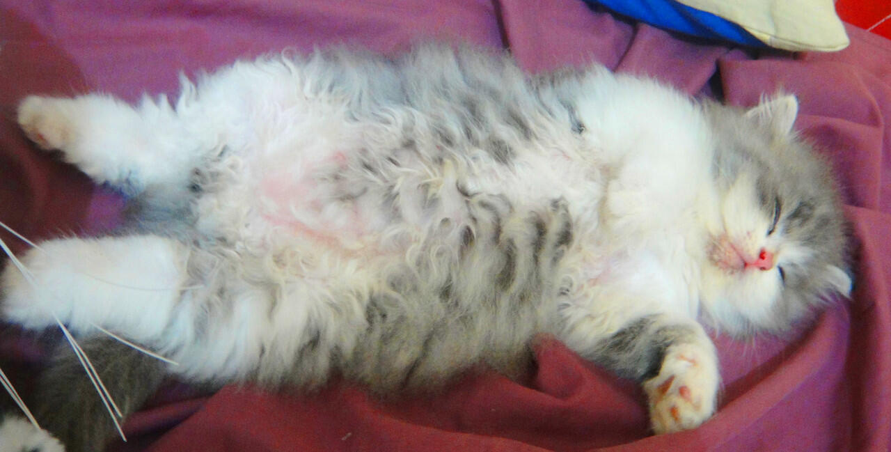 Kucing Persian bicolor torti and blue