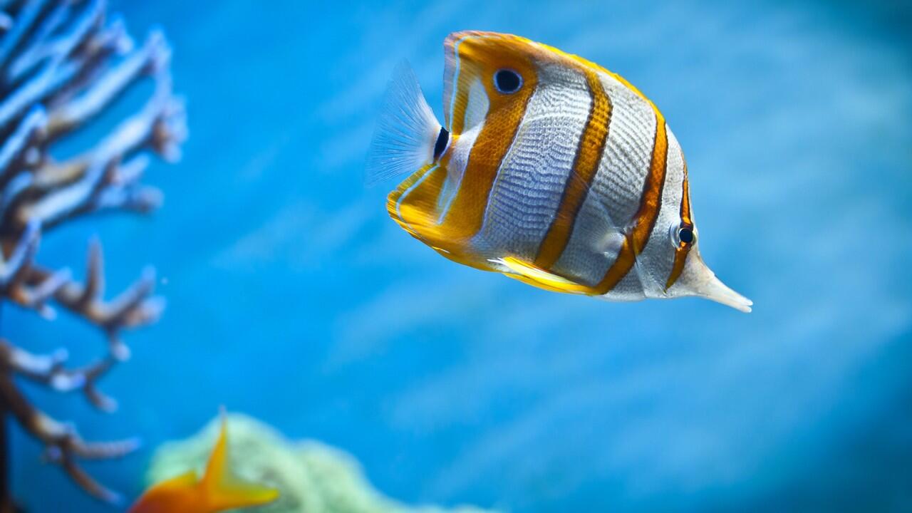 Free HD Wallpaper For Windows 7