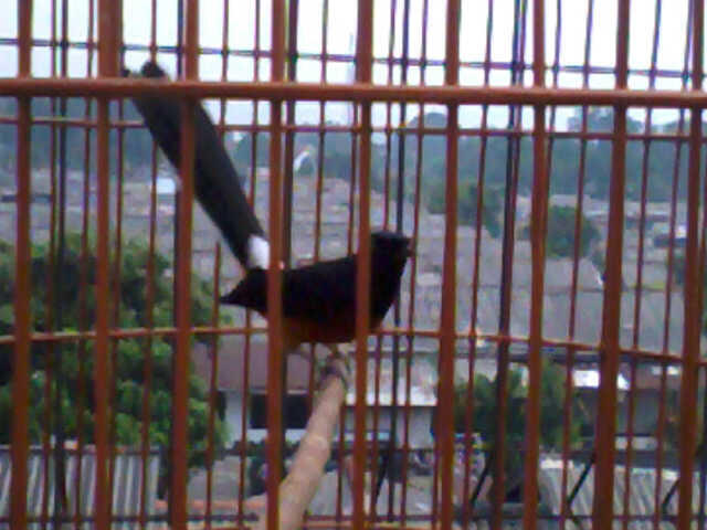 Burung Hasil Ring BnR hasil ternak Penangkaran BnR