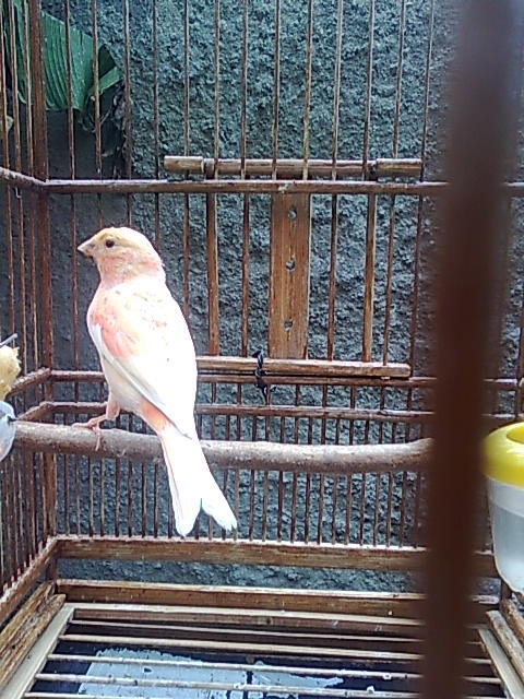 Jual Kenari Merah