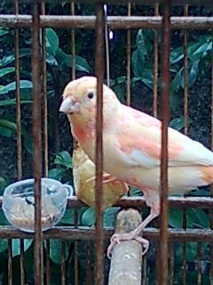 Jual Kenari Merah