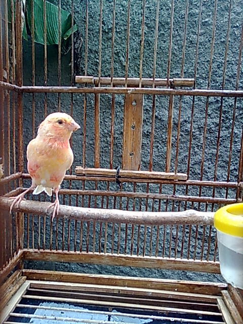 Jual Kenari Merah