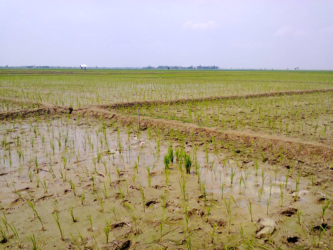 Jual Sawah & Sedia Penggarap