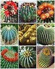 Jual biji/bibit tanaman exotic